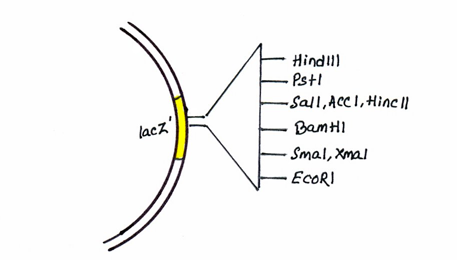 http://www.discoverbiotech.com/image/image_gallery?uuid=2ae8f77e-77a6-4d5c-b755-50088228ca06&groupId=11406&t=1332224388076