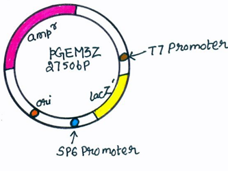 http://www.discoverbiotech.com/image/image_gallery?uuid=0b023d89-83fa-4e37-a197-cd90aeb514d5&groupId=11406&t=1332224388079