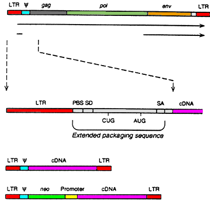 http://cmbi.bjmu.edu.cn/www-learn/micro-ac-uk/335/peel/peel1.gif